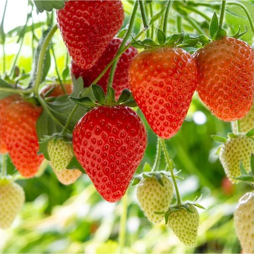 Aardbeien in kleur
