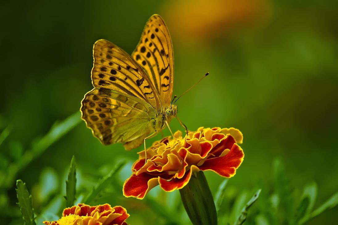 Vlinder op bloem