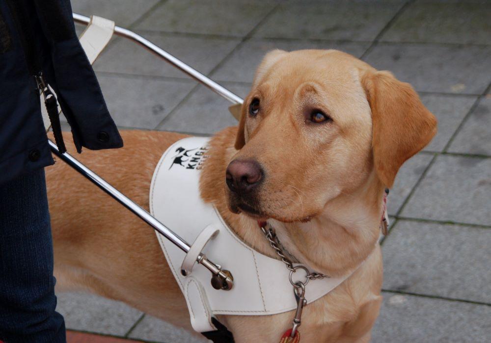Blindengeleidehond