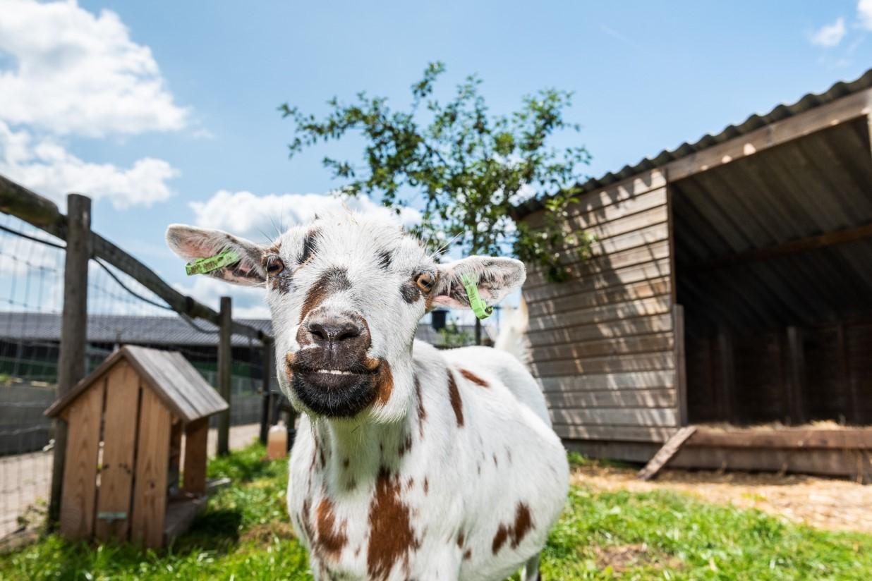 Geit op Boerderij Langbroek