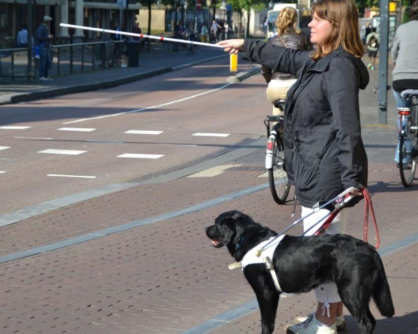 vrouw met geleidehond steekt witte stok uit bij het oversteken