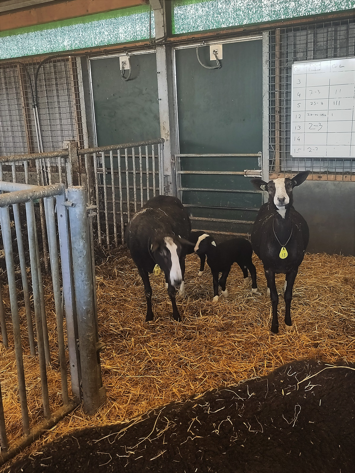 Twee schapen en een lammetje in de stal.