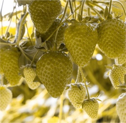 Aardbeien in groen